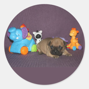 French Bulldog small puppy Bulldog Classic Round Sticker