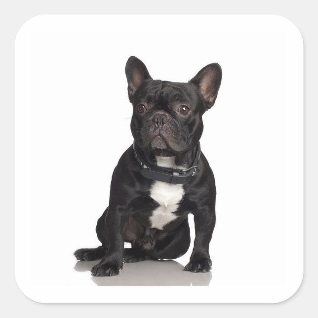 French Bulldog Square Sticker (Front)