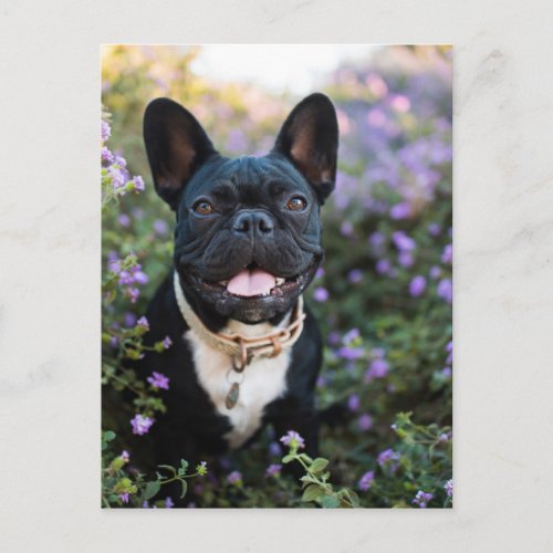 French Bulldog Stands in Flowers Postcard