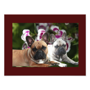 French Bulldog Summer French Bulldog Photo Print