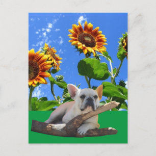 French Bulldog Sunflower Postcard