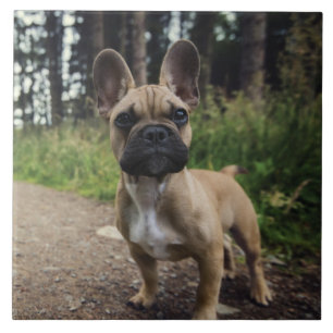 French Bulldog Throw Pillow Ceramic Tile