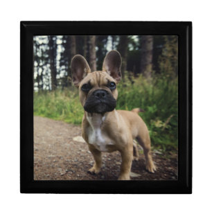 French Bulldog Throw Pillow Gift Box