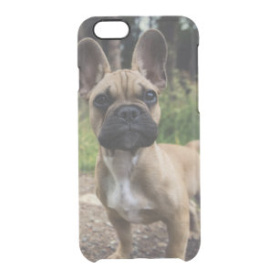 French Bulldog Throw Pillow Clear iPhone 6/6S Case