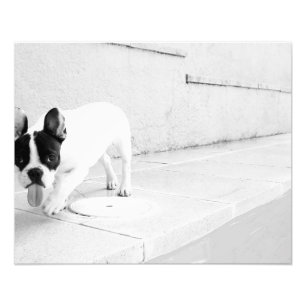 French bulldog tongue out photo print