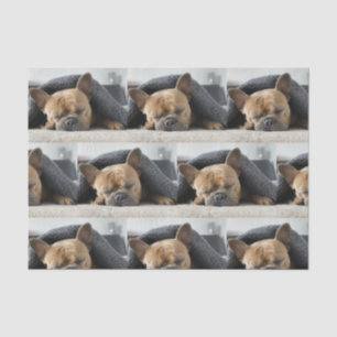 french bulldog under blanket   tissue paper