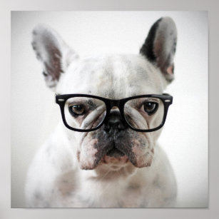French Bulldog Wearing Black Eye Glasses Poster