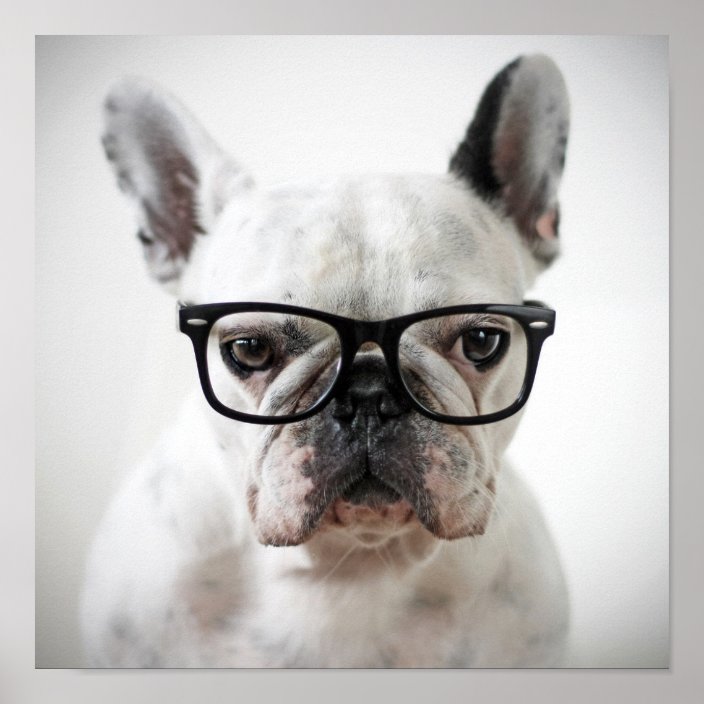 bulldog with glasses