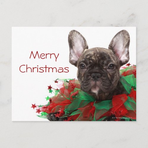 French bulldog wearing Christmas collar Holiday Postcard