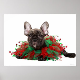 French bulldog wearing Christmas collar Poster