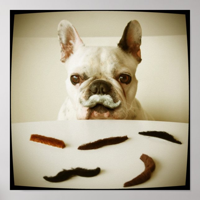 French Bulldog With A Mustache Poster (Front)