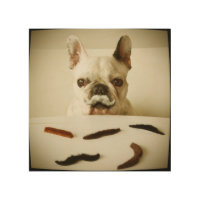 French Bulldog With A Mustache