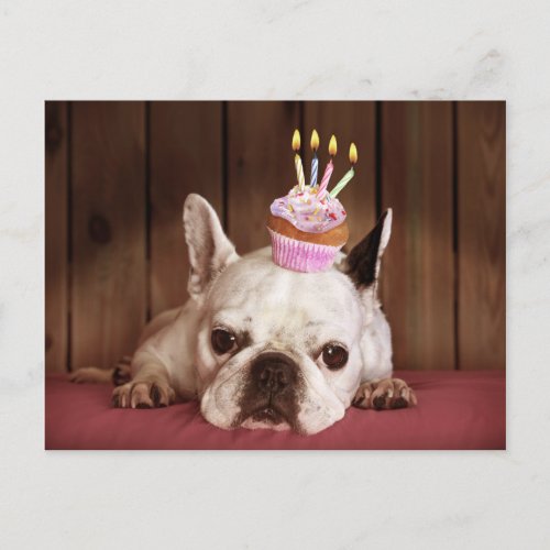 French Bulldog With Birthday Cupcake Postcard