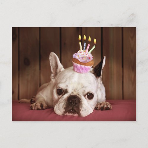 French Bulldog With Birthday Cupcake