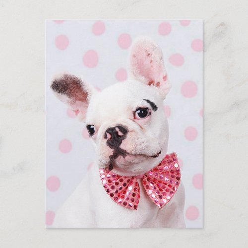 French Bulldog with Bow Tie Postcard