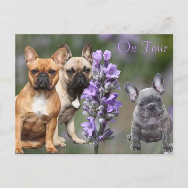 French Bulldog with flowers French Bulldog Postcard (Front)