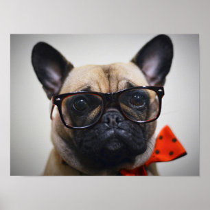 French Bulldog With Glasses And Bow Tie Poster