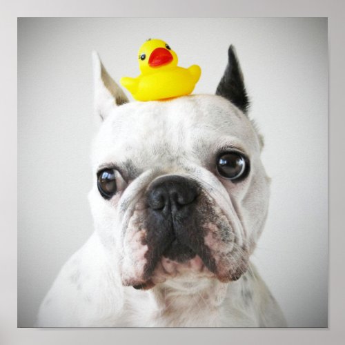 French Bulldog With Rubber Duck Poster