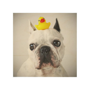 French Bulldog With Rubber Duck Wood Wall Decor