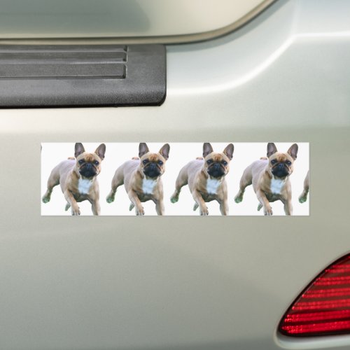French bulldogge auto sticker