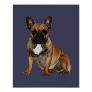 French Bulldoggen Poster