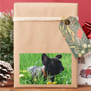 French Bulldoggen sticker