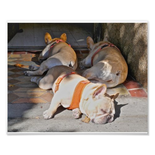French Bulldogs Sleeping Photo Print
