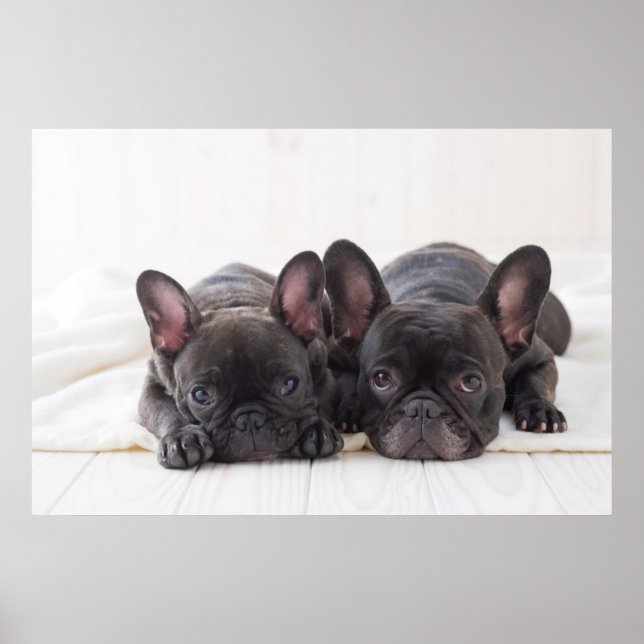 French Bulldogs Snuggling On A Blanket Poster (Front)