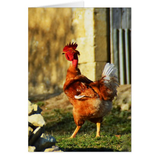 French cockerel cards (Front)
