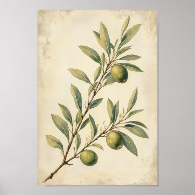 French Country Olive Botanical Wall Art (Front)