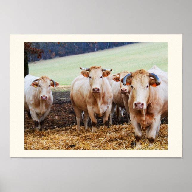 French cows poster (Front)