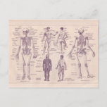 French Encyclopedia 1920, Human Anatomy Postcard at Zazzle