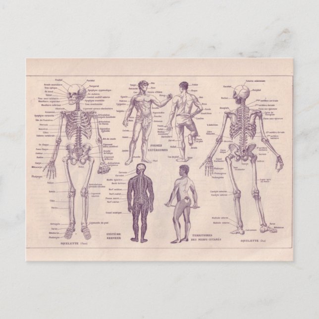 French Encyclopedia 1920, Human Anatomy Postcard (Front)