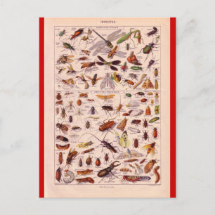 French Encyclopedia 1920, Insects Postcard