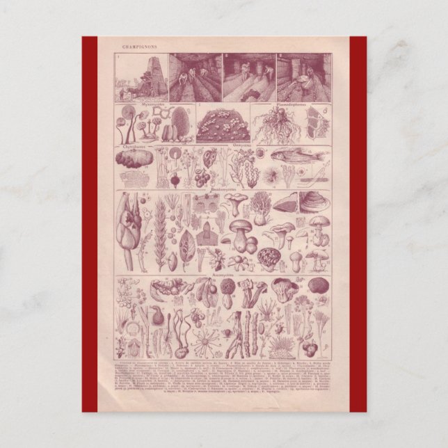 French Encyclopedia 1920, Mushrooms Postcard (Front)