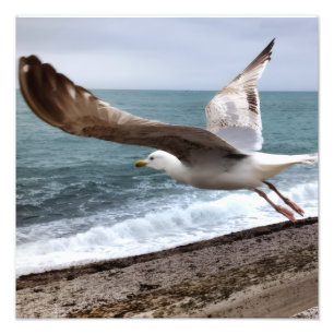 French Etretat Seagull Photo Print