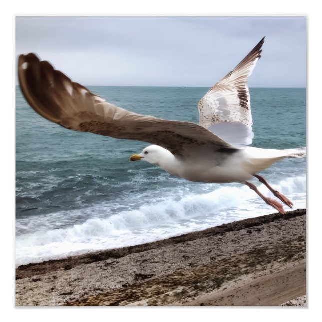 French Etretat Seagull Photo Print (Front)