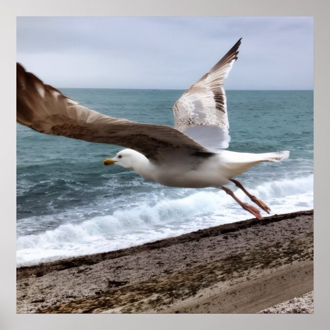 French Etretat seagull Poster (Front)