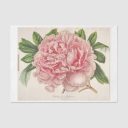 French Floral Ephemera Decoupage Pink Peony Tissue Paper