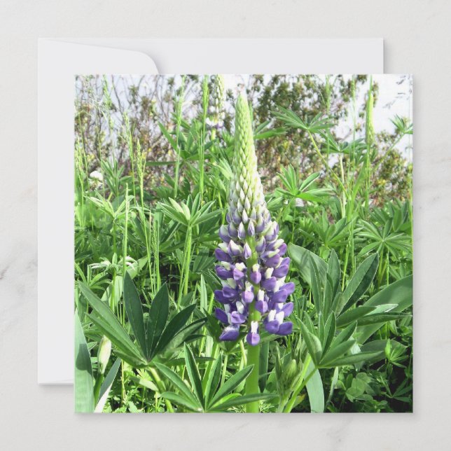 French Garden Lupine Card (Front)