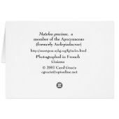 FRENCH GUIANA: Matelea gracieae (Back Horizontal)