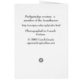 FRENCH GUIANA: Pachystachys coccinea (Back)