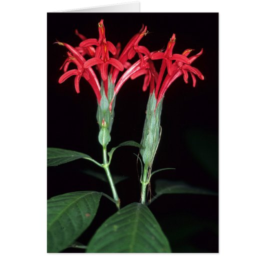 FRENCH GUIANA: Pachystachys coccinea (Front)