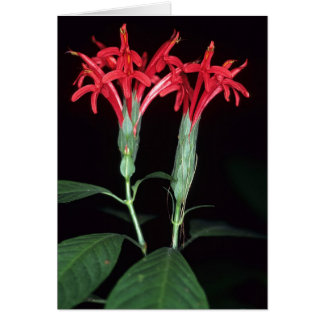 FRENCH GUIANA: Pachystachys coccinea Cards