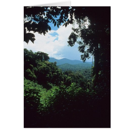 FRENCH GUIANA: Rain forest view Cards (Front)