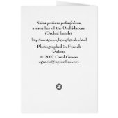 FRENCH GUIANA: Selenipedium palmifolium Cards (Back)