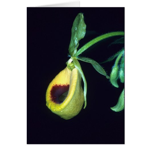 FRENCH GUIANA: Selenipedium palmifolium Cards (Front)