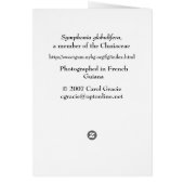 FRENCH GUIANA: Symphonia globulifera Cards (Back)