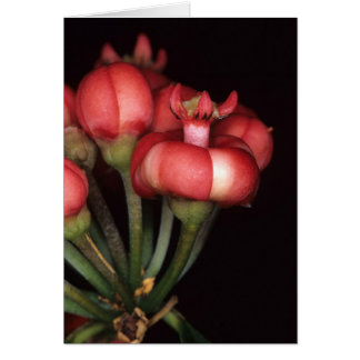 FRENCH GUIANA: Symphonia globulifera Cards