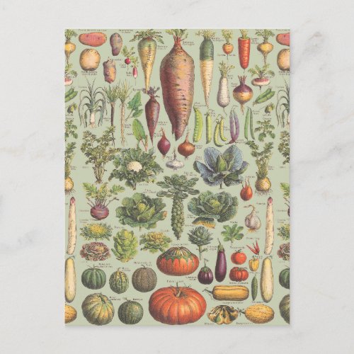 French Guide To The Garden Postcard